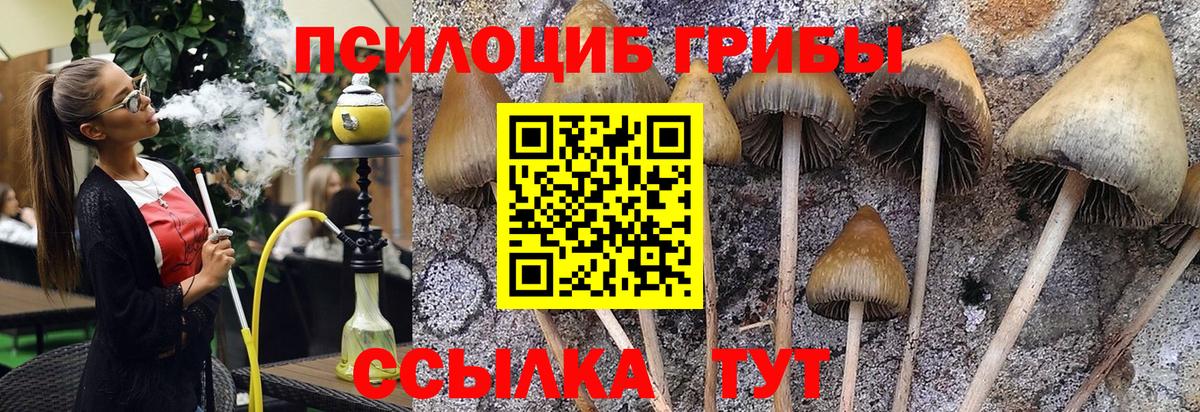 Псилоцибиновые грибы Cubensis  Вход с VPN  Сызрань 